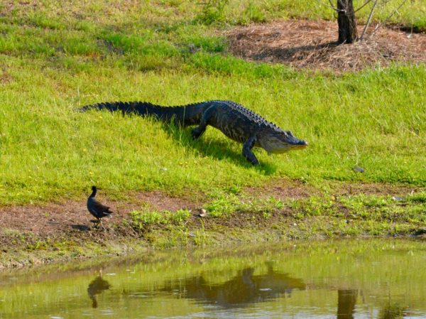 Alligator spotted in The Villages