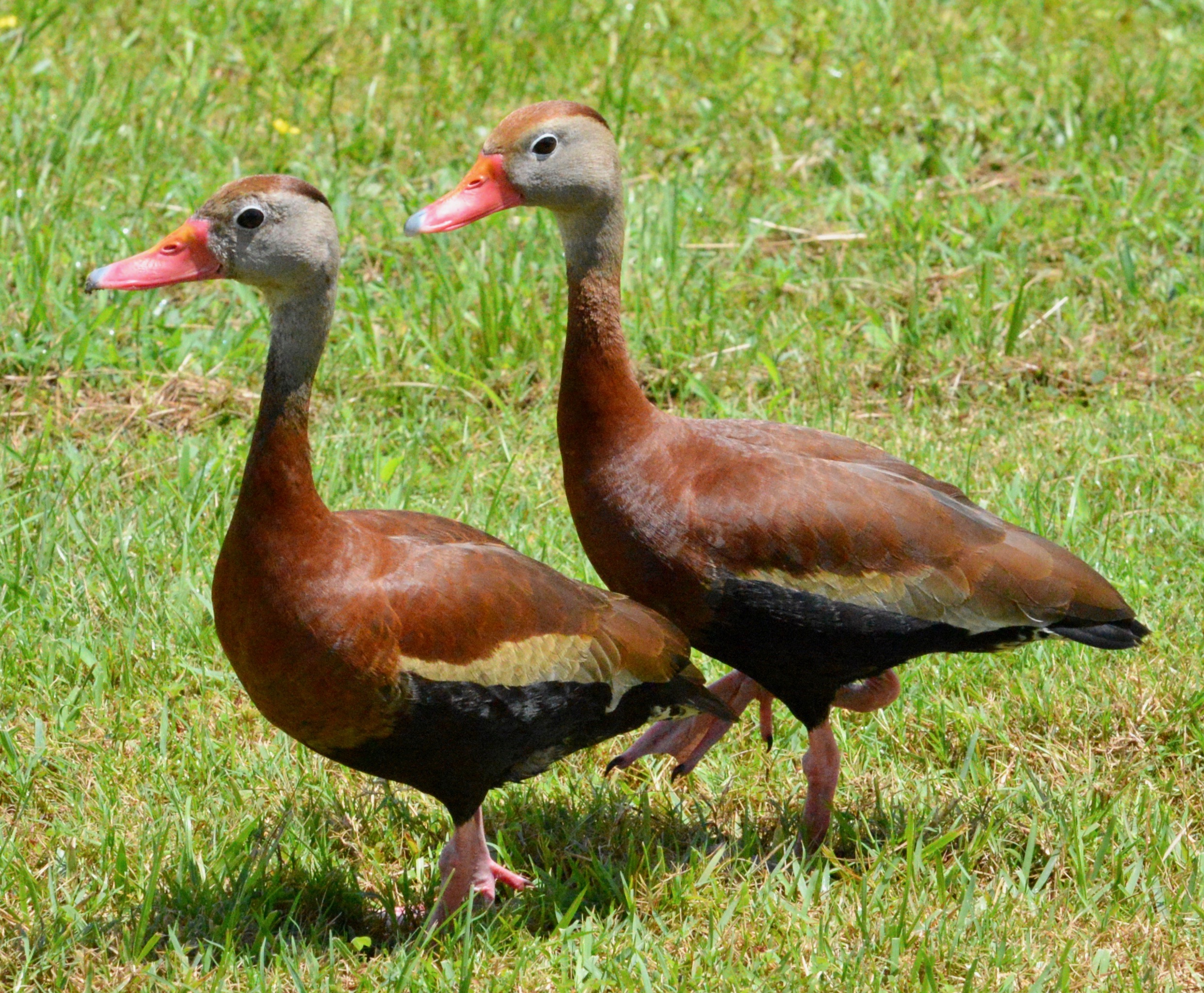 Black-bellied whistling ducks in The Villages - Villages-News.com