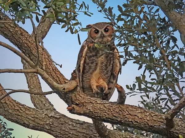 great horned owl in The Villages