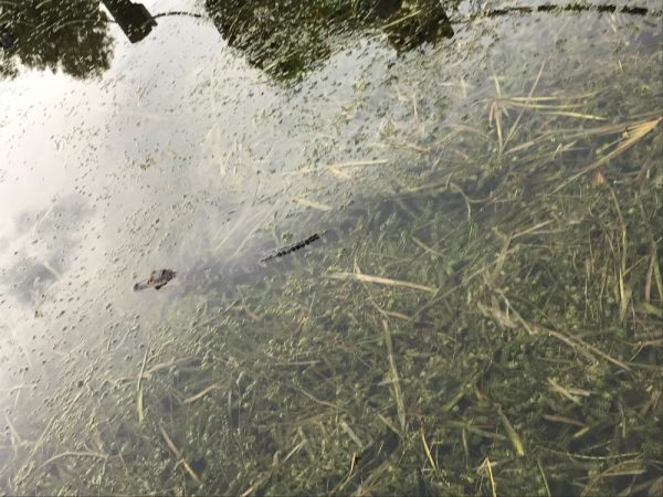 Alligator at Lake Sumter Landing