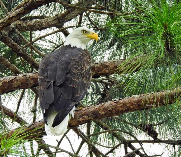 Bald eagle spotted in The Villages