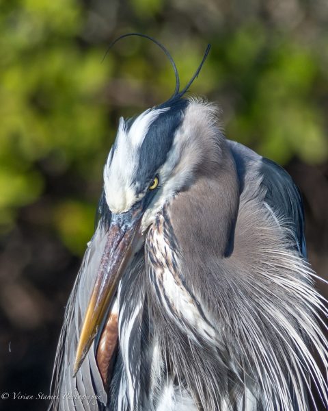 Great blue heron in The Villages