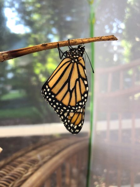 Monarch butterfly spotted in The Villages