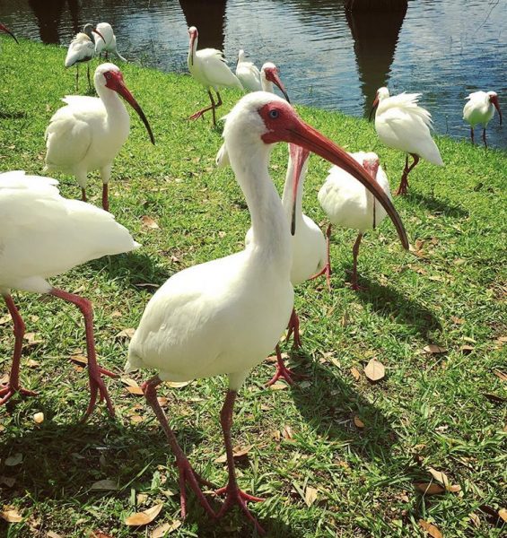 White ibis spotted in The Villages