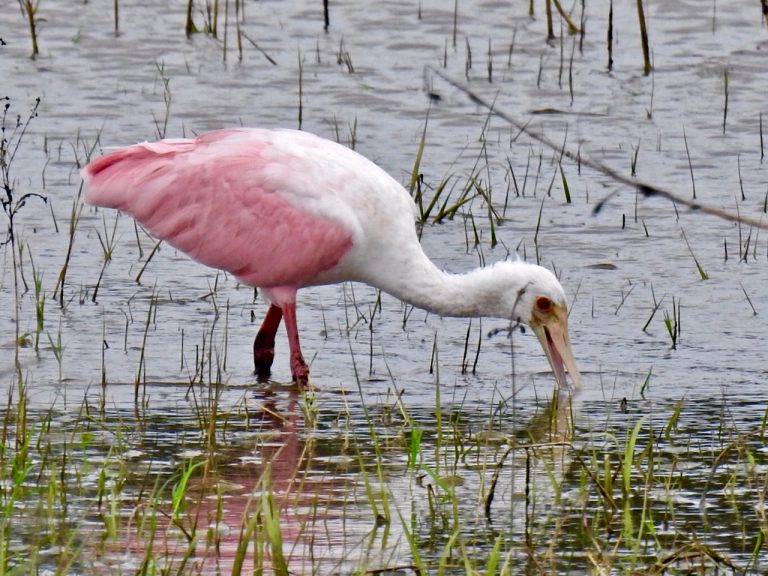 Bird rarely seen in The Villages may have evacuated ahead of Hurricane Dorian