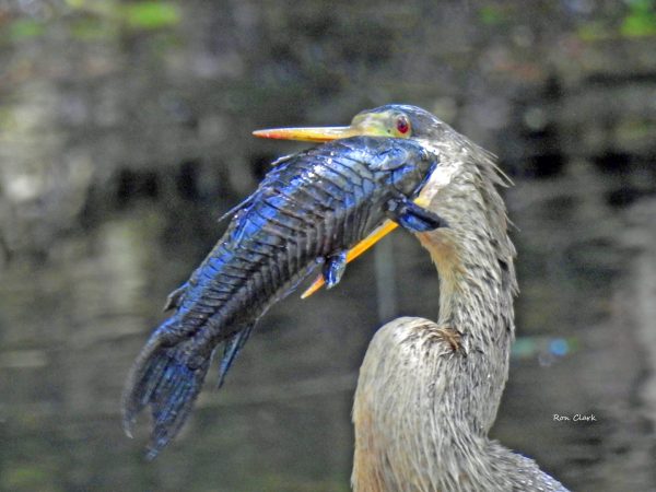 Anhinga eating a large fish at Fenney Nature Trail - Ron Clark