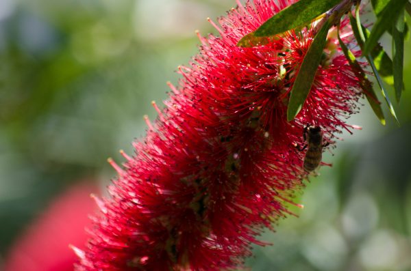 Bee on a bottle brush in The Villages