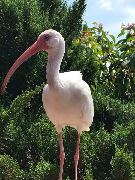 White ibis in The Villages