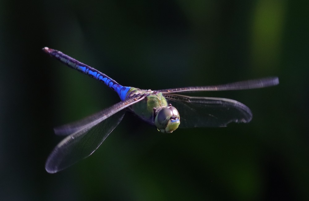 Dragonfly flying over the springs at Fenney Springs Nature Trail