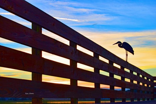 Great Blue Heron at sunrise at Sharon Rose Wiechens Preserve - Ron Clark