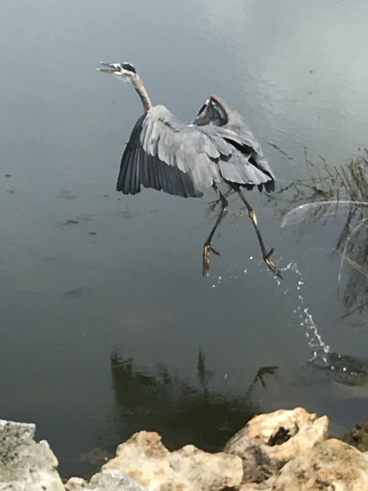 Heron at Belle Glade Golf Course
