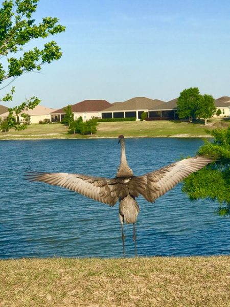 Sandhill crane spotted in The Villages