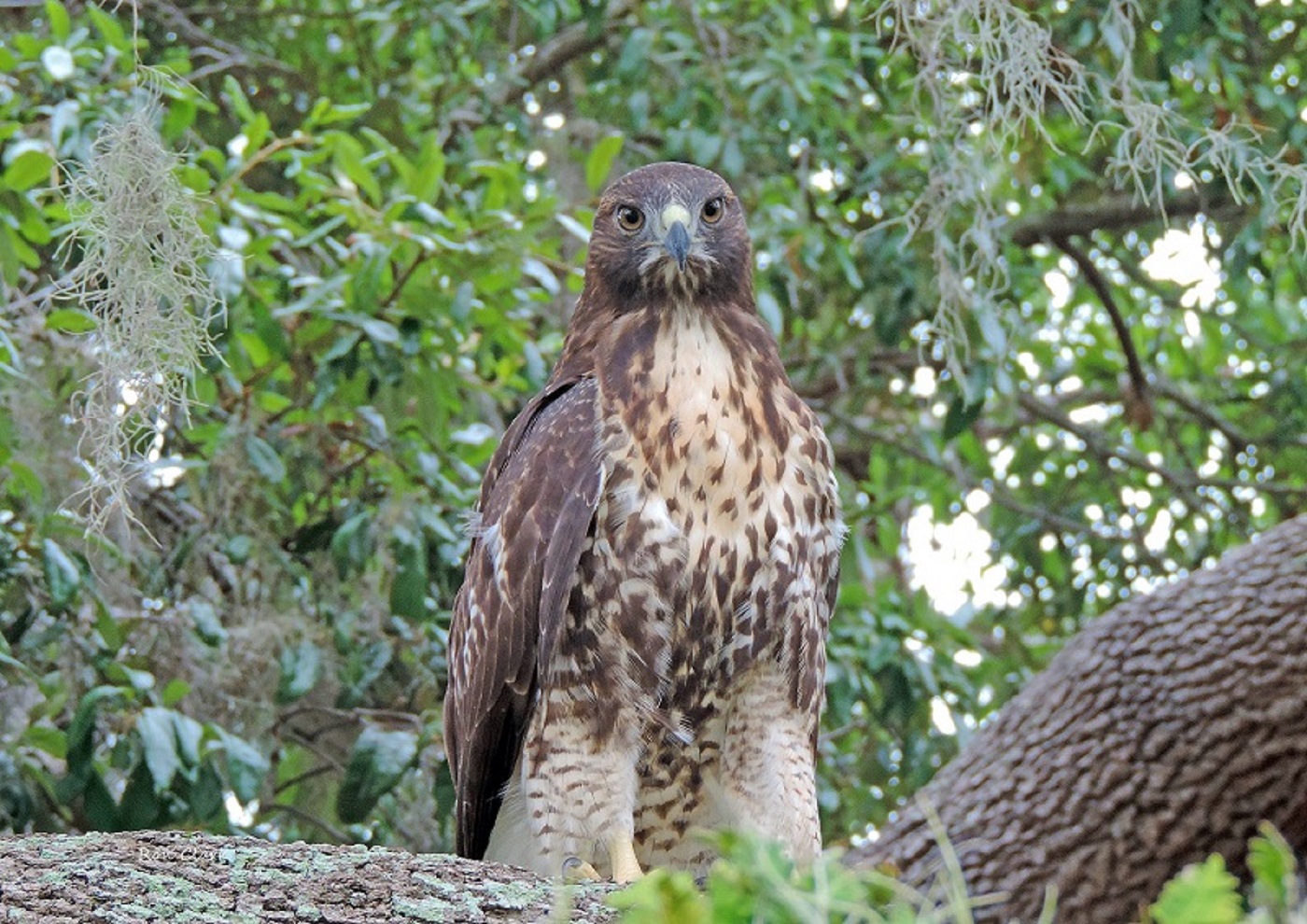 Red Tailed Hawk - Ron Clark