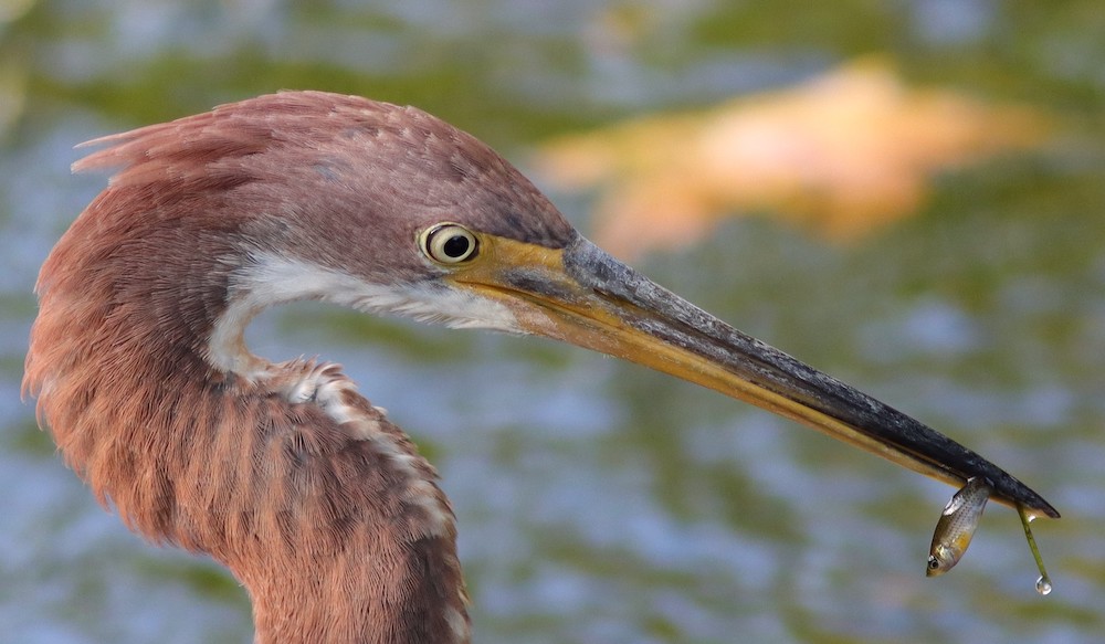 Tri-colored Heron with fish