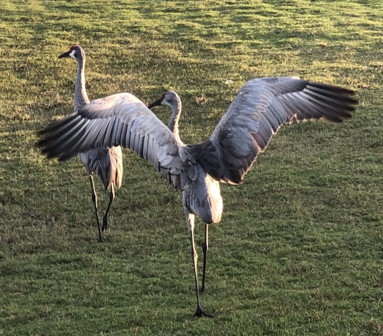 Two herons play on Excambia Golf Course