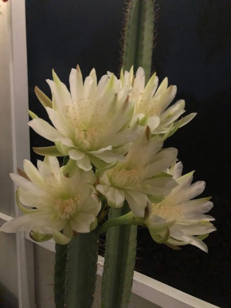 Blooming cactus in The Villages