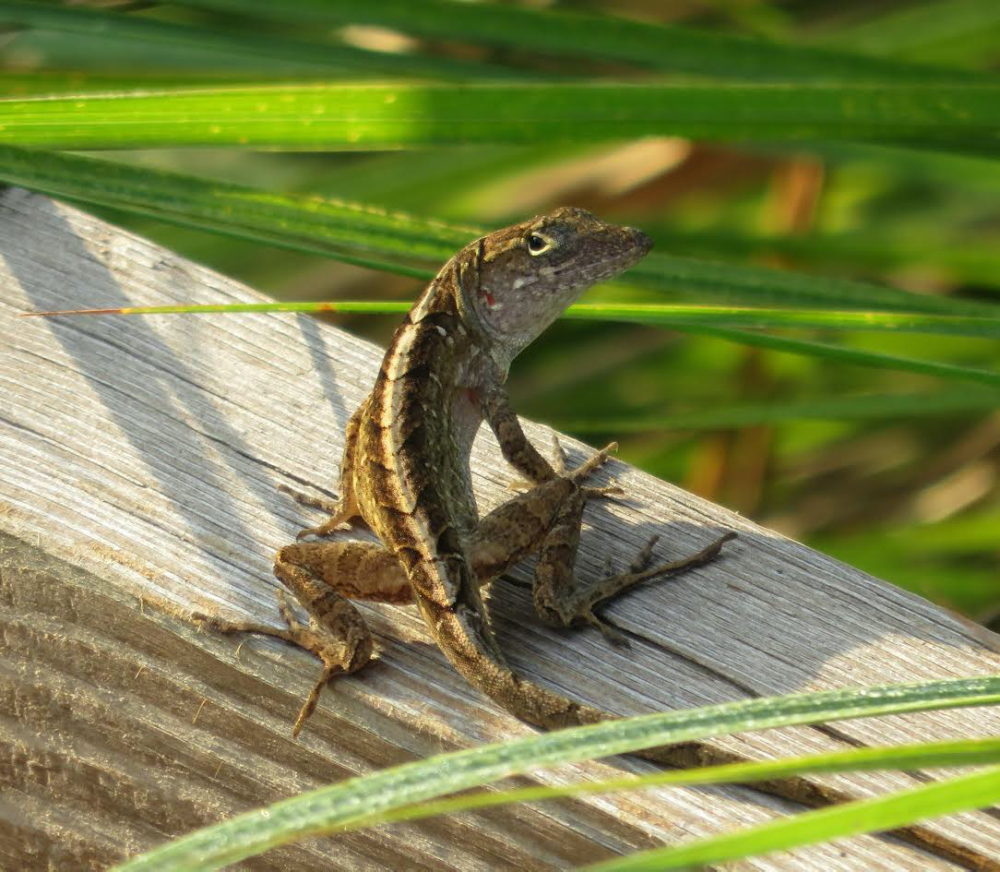 Brown anole lizard at Fenney Nature Trail