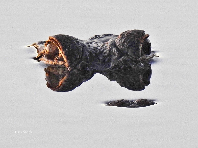 Alligator at sunrise