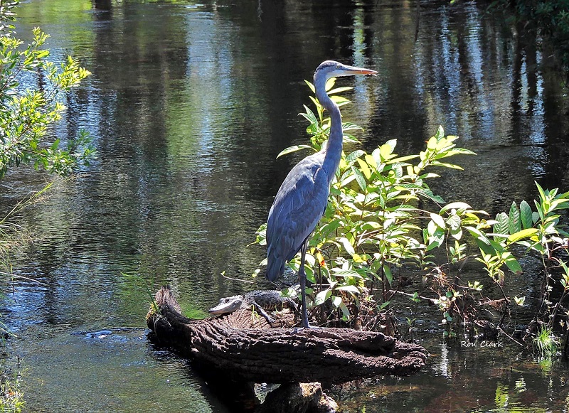 An alligator sneaks up on a Great Blue Heron at Fenney Nature Trail