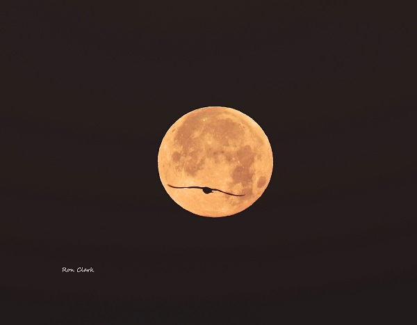 Bird flies past the full moon