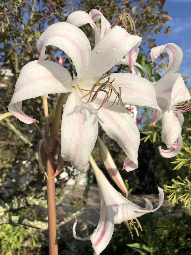 Crinum lily in garden - Osceola Hills