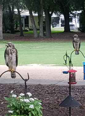 Hawks in the Villages