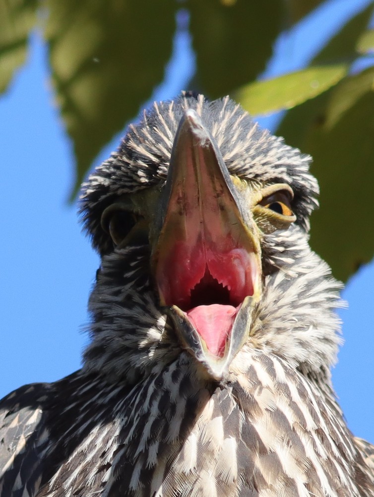 Juvenile black-crowned night heron
