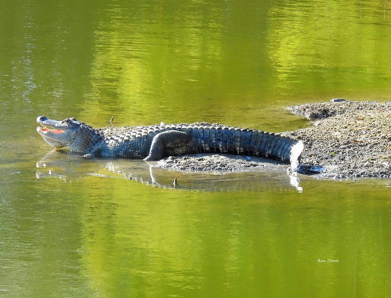 Large alligator getting some sun on Belle Glade Country Club