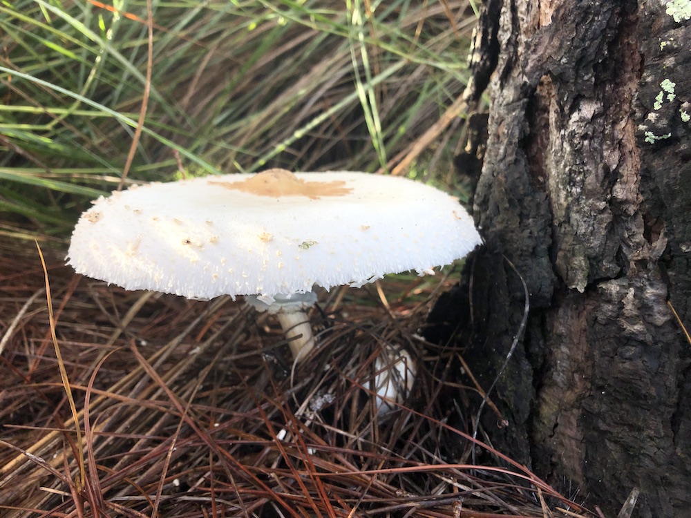 Mushroom Near Rohan Recreation Center