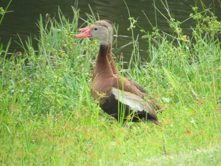 Black-bellied whistling ducks at Truman Golf Course