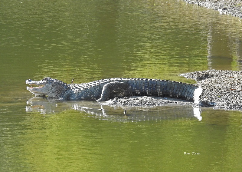 A large alligator sunning near Belle Glade Country Club