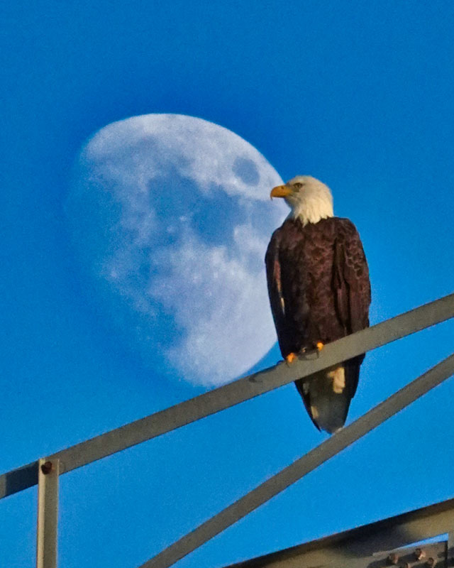Americal-bald-eagle-in-front-of-a-nearly-full-moon-between-Briarwood-and-Walnut-Grove-executive-golf-courses.jpg