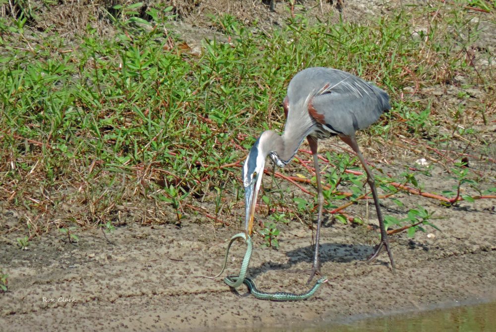Great blue heron catches a snake