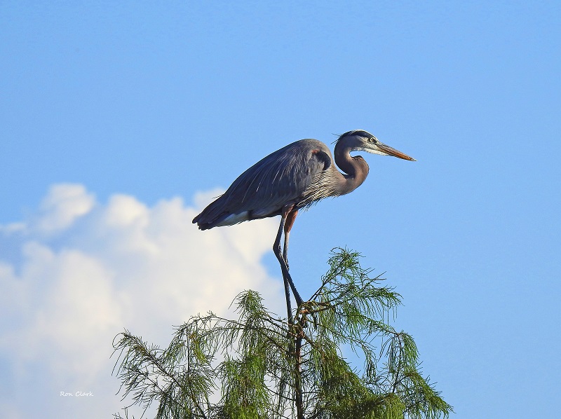 Great blue heron balancing high on a tree