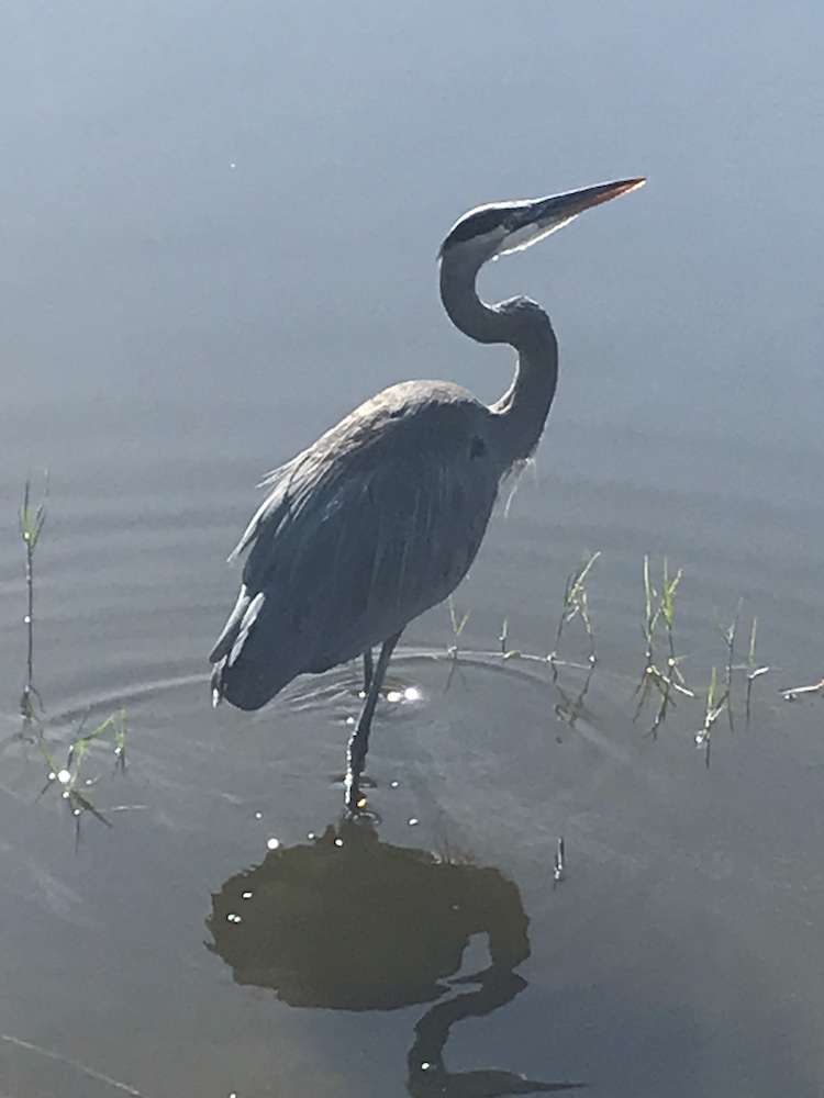 Heron in the water at Belle Glade Golf Course