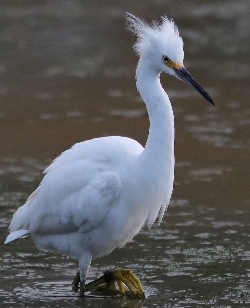 Snowy Egret at Fenney Nature Trail