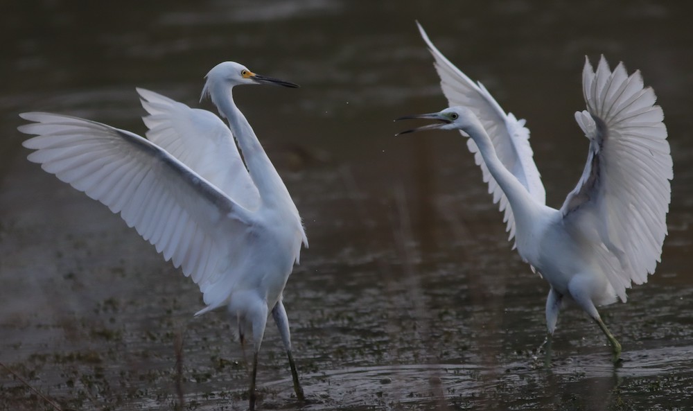 Territorial dispute between egret and heron at Fenney Nature Trail