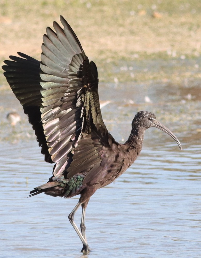 The glossy ibis on a pond in Village of Fenney