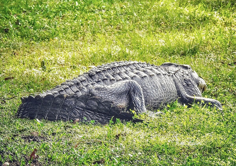Very large alligator sleeping by a green in The Villages