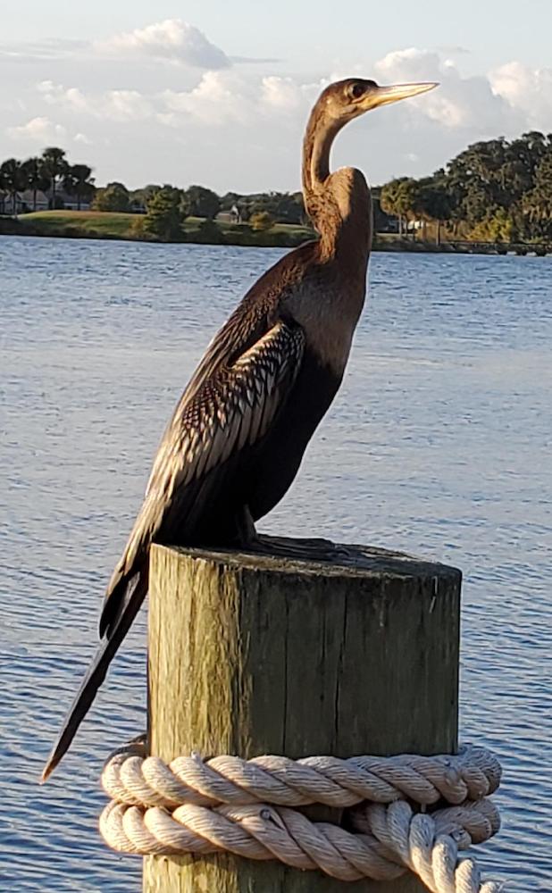 Anhinga posing on Lake Sumter boardwalk