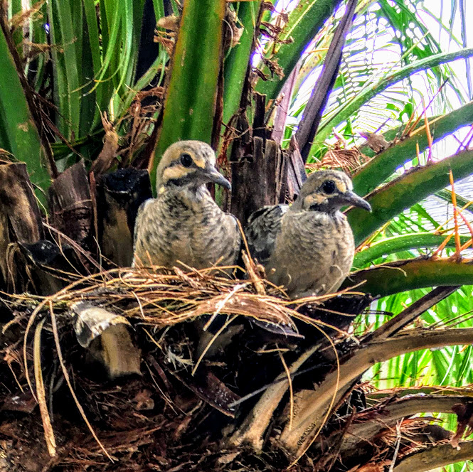 Baby Mourning Doves in a Palm Tree Nest