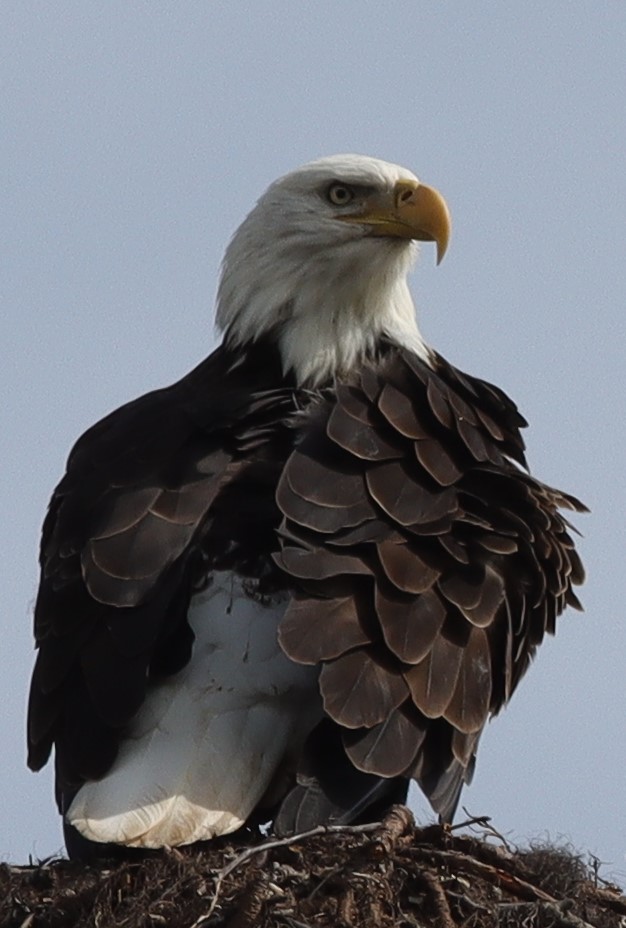 Bald eagle perched near SR 44