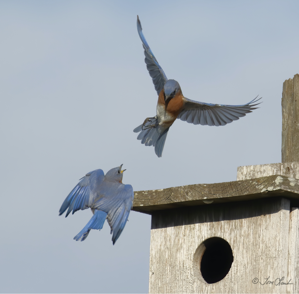 Bluebirds squabbling at the Sharon Rose Weichens Nature Preserve