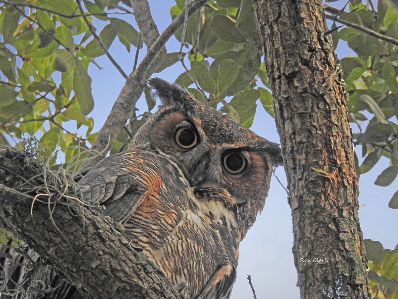 Great Horned Owl in Sumter Landing