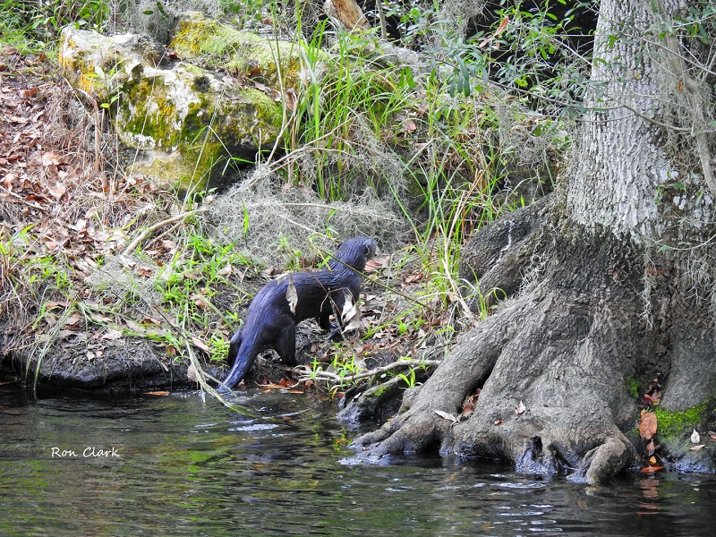 River otter catching fish at Fenney Nature Trail