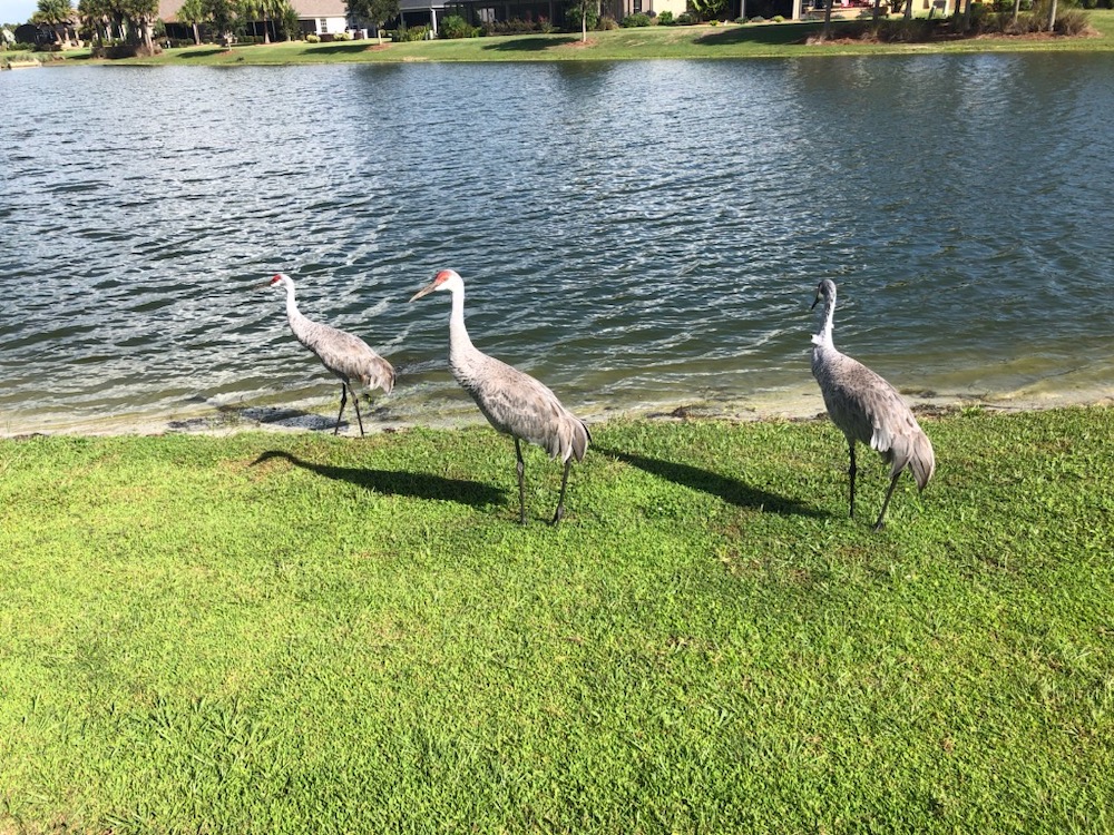 Sandhill cranes out for a stroll on Sweetgum Golf Course