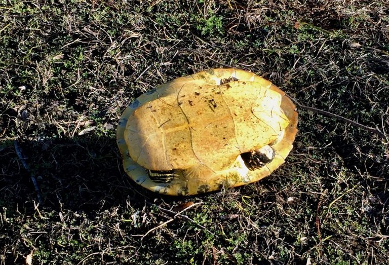 Mysterious deaths of turtles reported at Chula Vista golf course