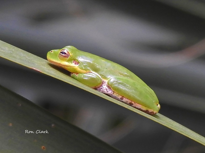 Tiny frog resting on a palm frond at Fenney Nature Trail
