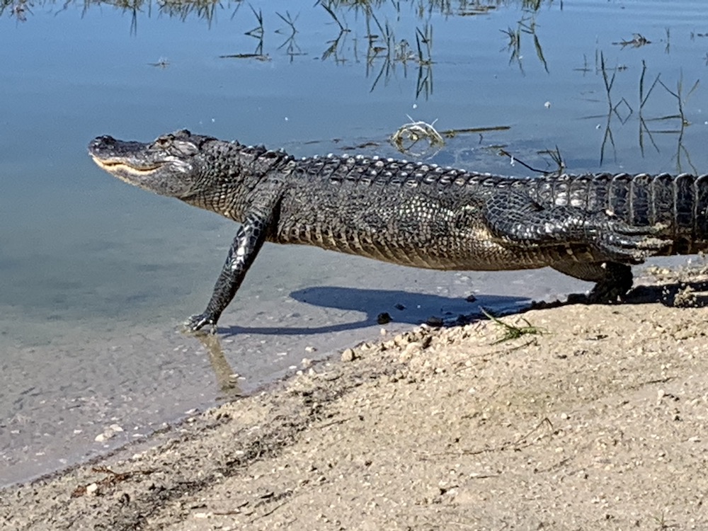 Alligator bellyflop behind the Everglades Recreation Complex