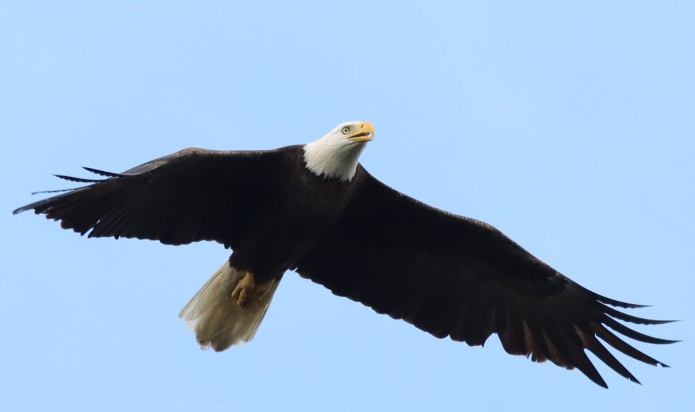 Bald Eagle Flying Above Fenney Nature Trail